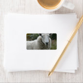 Witte schapen etiket (Insitu)