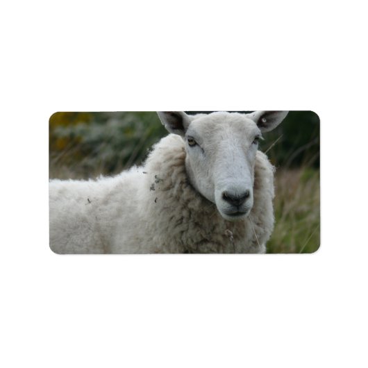 Witte schapen etiket (Voorkant)