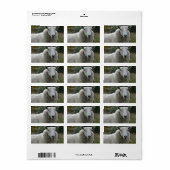 Witte schapen etiket (Full Sheet)