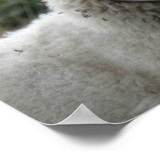 Witte schapen poster (Hoek)