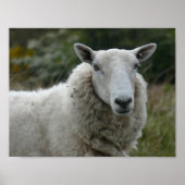 Witte schapen poster (Voorkant)