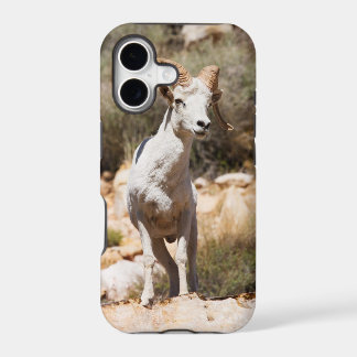 Witte Schapen Van De Familie