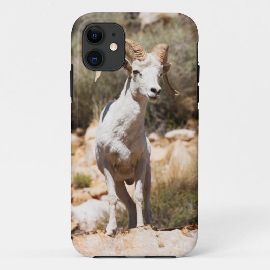 Witte Schapen Van De Familie Case-Mate iPhone Case (Achterkant)