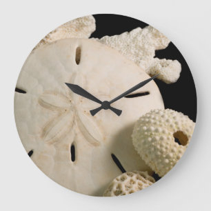 Witte schelpen en sand dollar grote klok