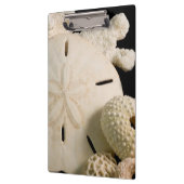 Witte schelpen en sand dollar klembord (Links)