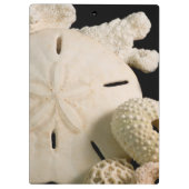Witte schelpen en sand dollar klembord (Achterkant)