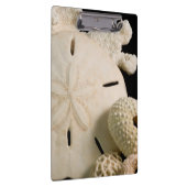 Witte schelpen en sand dollar klembord (Rechts)