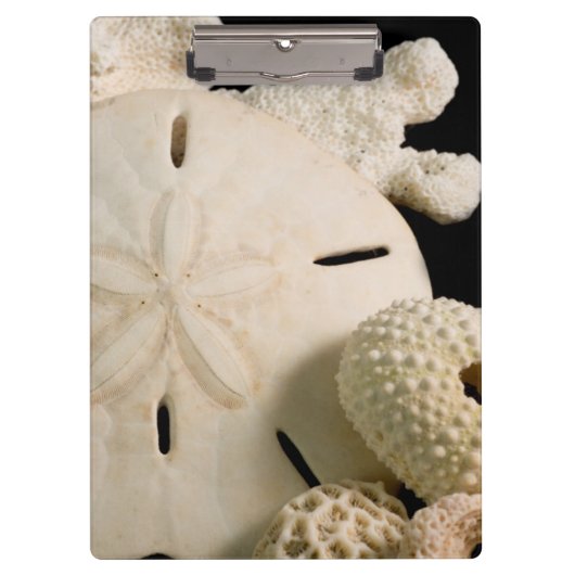 Witte schelpen en sand dollar klembord (Voorkant)