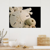 Witte schelpen en zanddollar poster (Keuken)