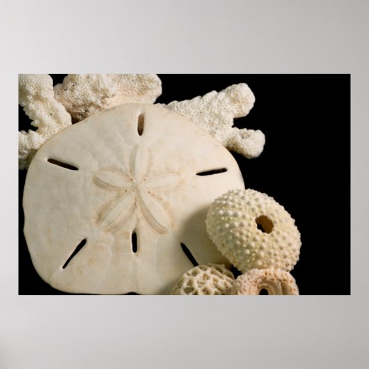 Witte schelpen en zanddollar poster (Voorkant)
