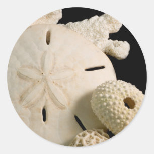 Witte schelpen en zanddollar ronde sticker