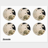 Witte schelpen en zanddollar ronde sticker (Vel)