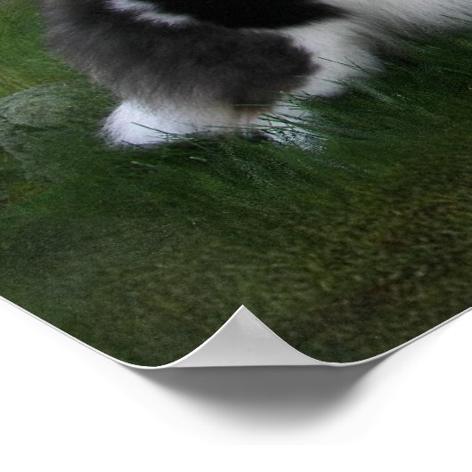 Witte schelpen poster (Hoek)