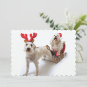 Witte Schnoodle staat met rode kerst Feestdagenkaart (Staand voorkant)