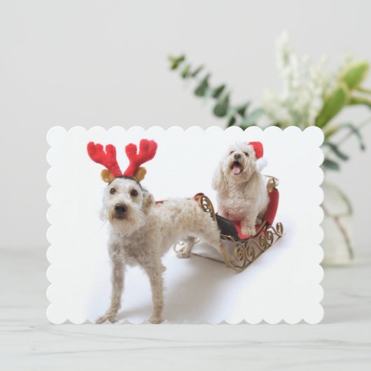 Witte Schnoodle staat met rode kerst Feestdagenkaart (Staand voorkant)