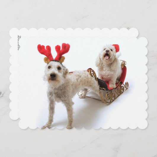 Witte Schnoodle staat met rode kerst Feestdagenkaart (Voorkant / Achterkant)