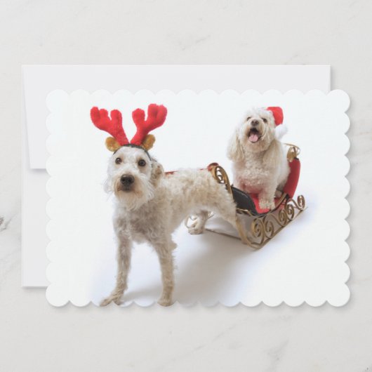 Witte Schnoodle staat met rode kerst Feestdagenkaart (Voorkant)