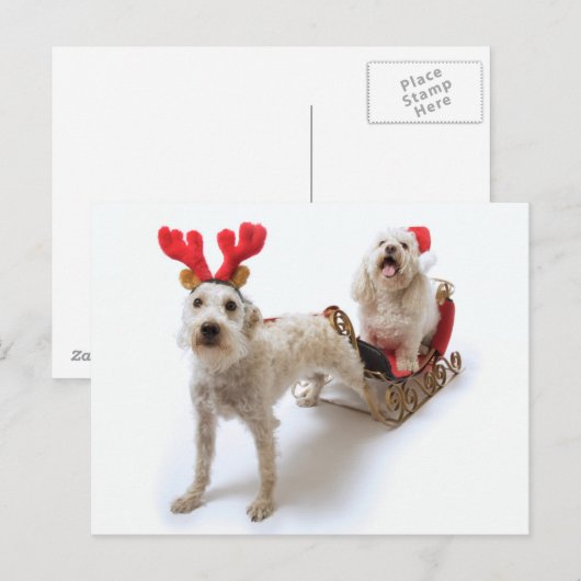 Witte Schnoodle staat met rode kerst Feestdagenkaart (Voorkant / Achterkant)
