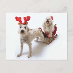 Witte Schnoodle staat met rode kerst Feestdagenkaart