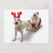 Witte Schnoodle staat met rode kerst Feestdagenkaart (Voorkant)