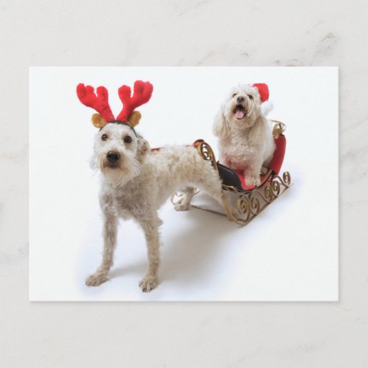 Witte Schnoodle staat met rode kerst Feestdagenkaart (Voorkant)