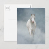 witte schoonheid briefkaart (Voorkant / Achterkant)
