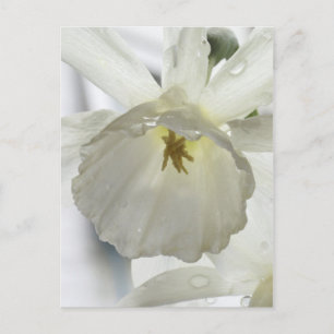 Witte schoonheid in de regen briefkaart