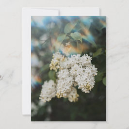 Witte Seringbloemen met Regenboog Flare kaart