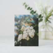Witte Seringbloemen met Regenboogschijnsel, Groet Briefkaart (Staand voorkant)