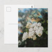 Witte Seringbloemen met Regenboogschijnsel, Groet Briefkaart (Voorkant / Achterkant)