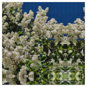 Witte Seringen Stof (Close Up)