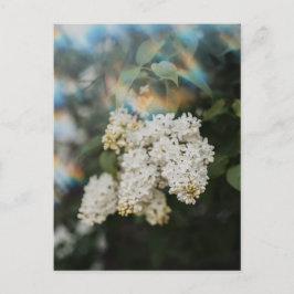 Witte seringenbloemen met regenboogflits, groet briefkaart