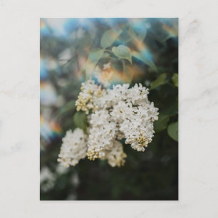 Witte seringenbloemen met regenboogflits, groet briefkaart