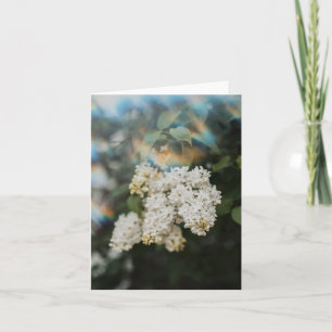 Witte seringenbloemen met regenboogflits, Groet Kaart