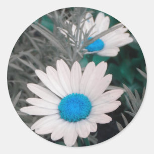 Witte Shasta Daisies (w/Blauwgroen blauw) stickers