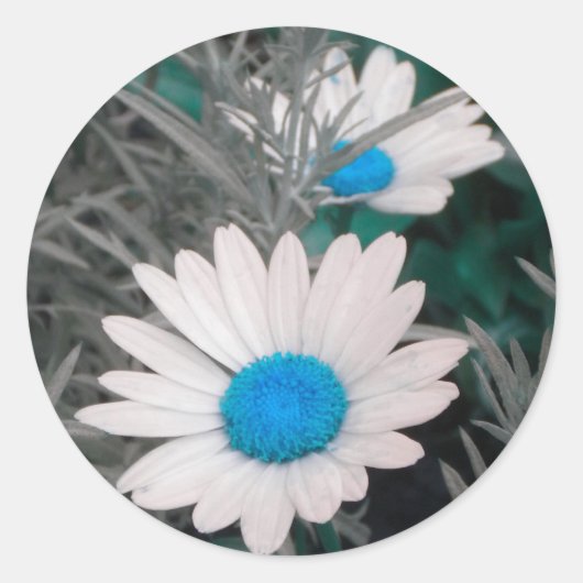 Witte Shasta Daisies (w/Blauwgroen blauw) stickers (Voorkant)