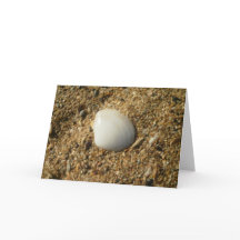 Witte Shell op de strand