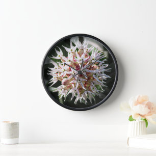 Witte Showy Milkweed, Bloemenfotografie
