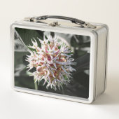 Witte Showy Milkweed, Delicate Wildflower (Voorkant)