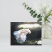 Witte siamese gevechtsvis briefkaart (Staand voorkant)
