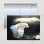 Witte siamese gevechtsvis briefkaart (Voorkant / Achterkant)