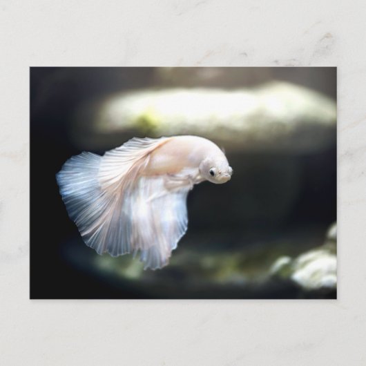 Witte siamese gevechtsvis briefkaart (Voorkant)