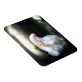 Witte siamese gevechtsvis magneet (Rechterzijde)