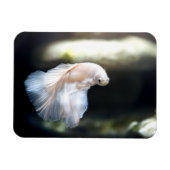 Witte siamese gevechtsvis magneet (Horizontaal)