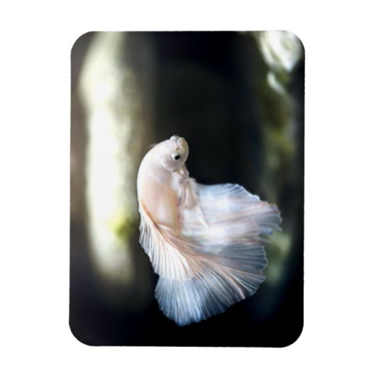 Witte siamese gevechtsvis magneet (Verticaal)