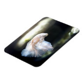 Witte siamese gevechtsvis magneet (Linkerzijde)