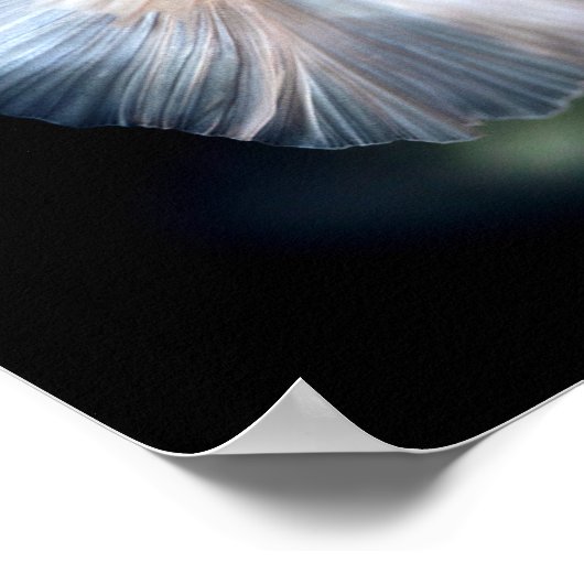 Witte siamese gevechtsvis poster (Hoek)