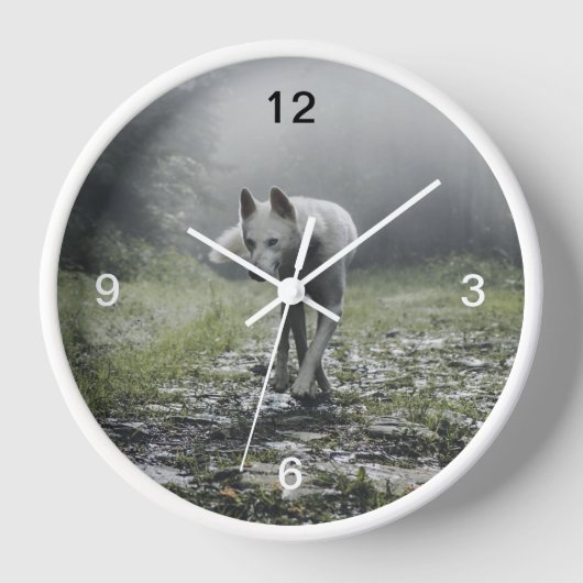 Witte Siberische Husky (Voorkant)