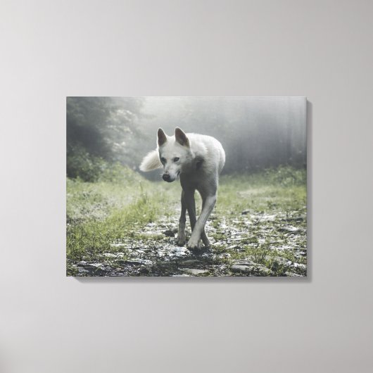 Witte Siberische Husky Canvas Afdruk (Voorkant)