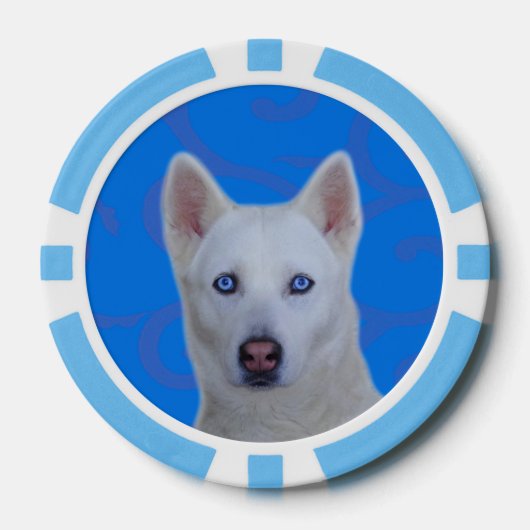 Witte Siberische Husky Clay Poker Chips, Blauwe St Pokerchips (Voorkant)